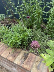 Allium Sphaerocephalon and PensteRaven
