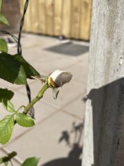 Why is my rose bush not blooming?!?