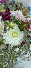 Who’s growing Dahlias this year