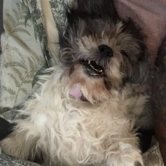 What does your dog do all day?