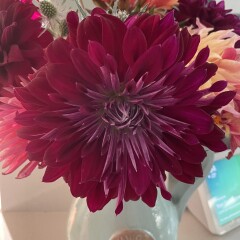 Who’s growing Dahlias this year