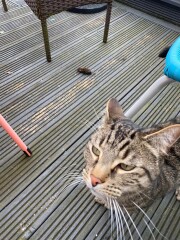 To think Alan could just kill the bloody mouse? 