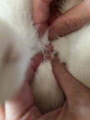 Anyone know how to sex rabbits? 