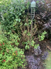 How to help this hydrangea? (Pics)