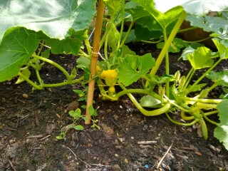 The Vegetable Patch