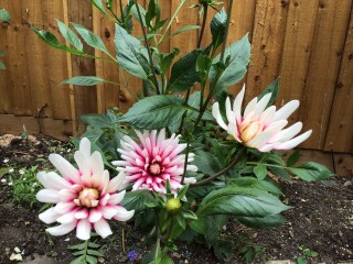 Who’s growing Dahlias this year