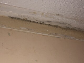 Black mould where ceiling meets wall