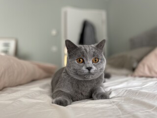 Anyone else’s cat turn their nose up at these delicacies?