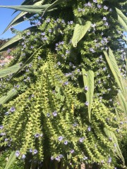 Do you know what this is?