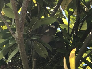 New neighbours. Messy, Noisy and PDA. 