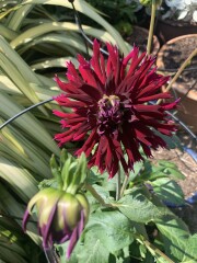 Who’s growing Dahlias this year
