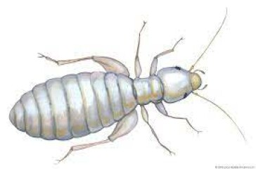 Is this a baby bedbug?