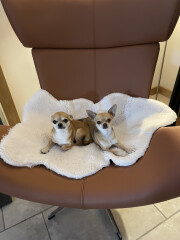 To think chihuahuas are the best dog?