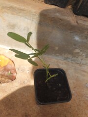 Sweetpea seedlings