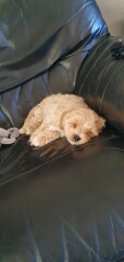 Puppy Survival Thread: muddy footprints into Spring 2022