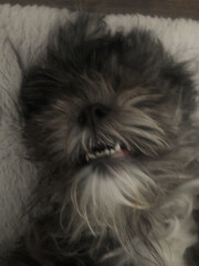 What does your dog do all day?