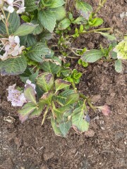 New to Gardening... can this hydrangea be saved?