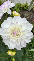 Who’s growing Dahlias this year