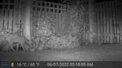 What has broken into our locked food waste caddy?!