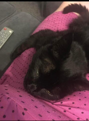 My cat likes to sleep...