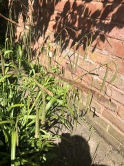 A plant ID please