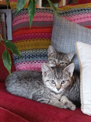 New kittens currently known as One and Two