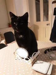 Cat mugshots