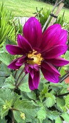 Who’s growing Dahlias this year