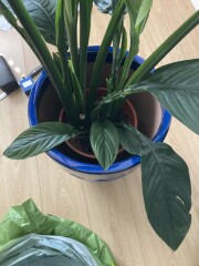 Plant lovers ...