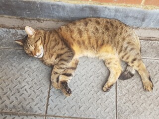 Thug cat part 4.  After all, it's not my Axminster.