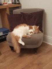 The size of the average male moggie