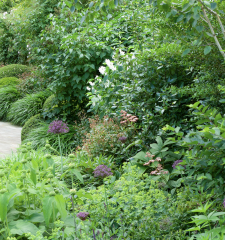 What are these shrubs?