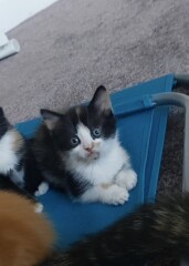 Kitten needs a name!