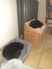 My cat likes to sleep...