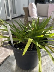 Mystery plant purchase - any ideas??