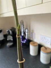Any orchid people out there? 