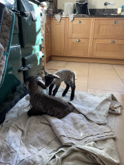 Why do sheep need so much help? 