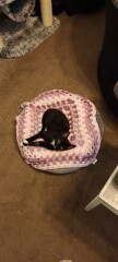 How to deal with cleaning the litter tray