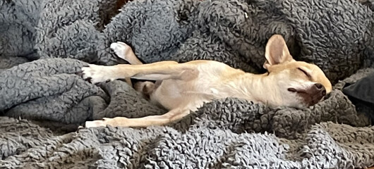 To think chihuahuas are the best dog?