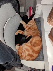 My cat likes to sleep...