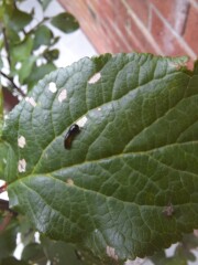 What are these creatures on my plum tree?