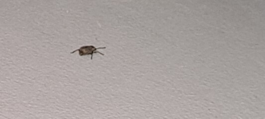 Is this a tick?