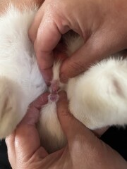 Anyone know how to sex rabbits? 