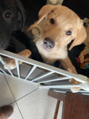 need ad title for these cuties