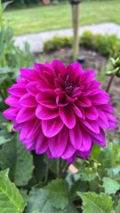 Who’s growing Dahlias this year