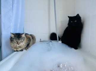 To think Alan could just kill the bloody mouse? 