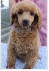 Considering adding a second dog. Convince me one way or the other?