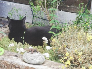 My cat likes to sleep...