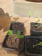 Sweetpea seedlings