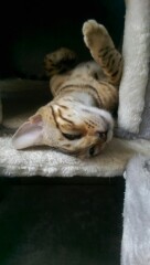 Tell me about Bengal cats